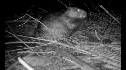 American Beaver