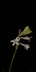 Polianthes tuberosa