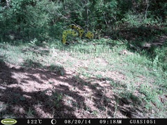 Sciurus colliaei sinaloensis