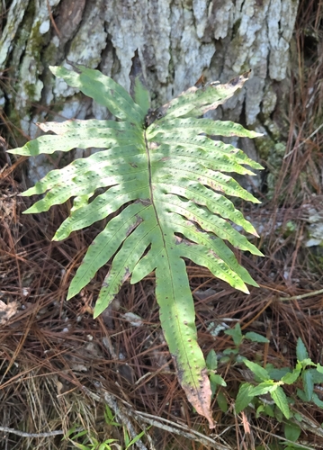 Phlebodium pseudoaureum, photograph 5