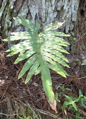 Phlebodium pseudoaureum, photograph (c) Dan Riley, some rights reserved (CC BY)