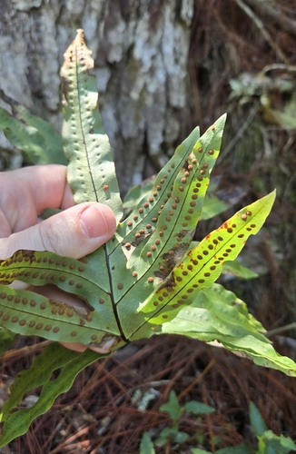 Phlebodium pseudoaureum, photograph 6