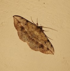 Anticarsia irrorata