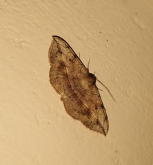 Anticarsia irrorata