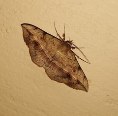 Anticarsia irrorata