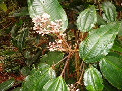 Miconia mexicana