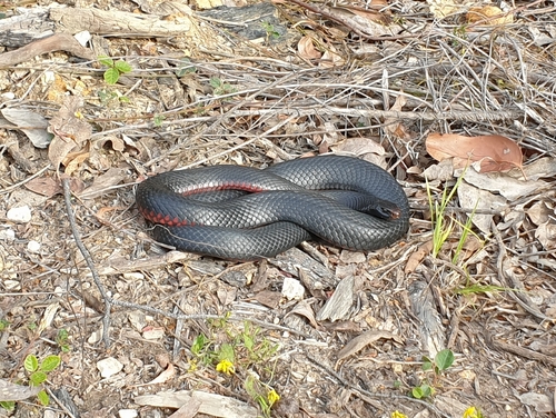 Red-bellied Black Snake sighting