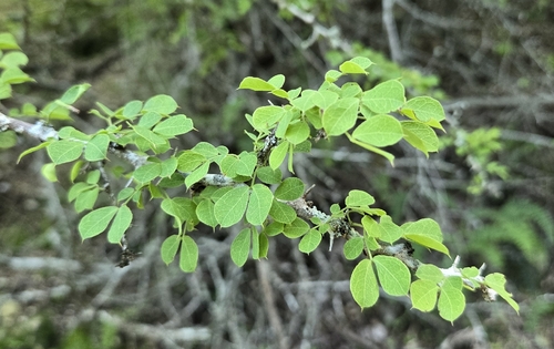 Pithecellobium circinale (Pithecellobium circinale)