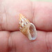 Smooth Dove Shell - Photo (c) Matt Parr, some rights reserved (CC BY-NC), uploaded by Matt Parr