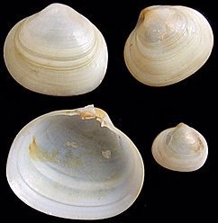 suborbicular kellyclam