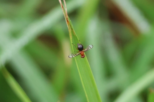 Unknown species found near New Smyrna Beach, FL, USA