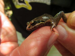 Anhydrophryne hewitti