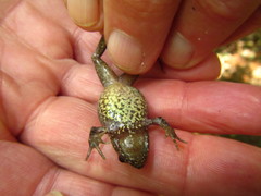 Anhydrophryne hewitti