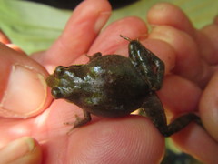 Anhydrophryne hewitti