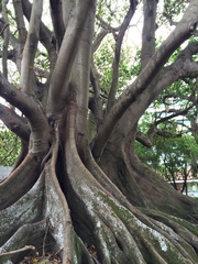 Ficus