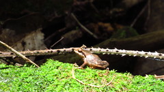 Anhydrophryne hewitti