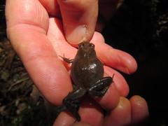 Anhydrophryne hewitti