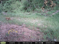 Sciurus colliaei sinaloensis