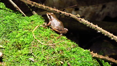 Anhydrophryne hewitti