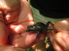 Anhydrophryne hewitti