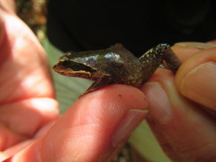 Anhydrophryne hewitti