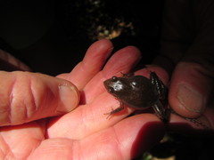 Anhydrophryne hewitti