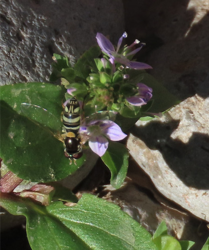 Unknown species found near Sierra County, NM, USA