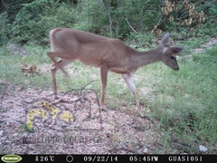 Odocoileus virginianus sinaloae