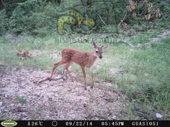 Odocoileus virginianus sinaloae
