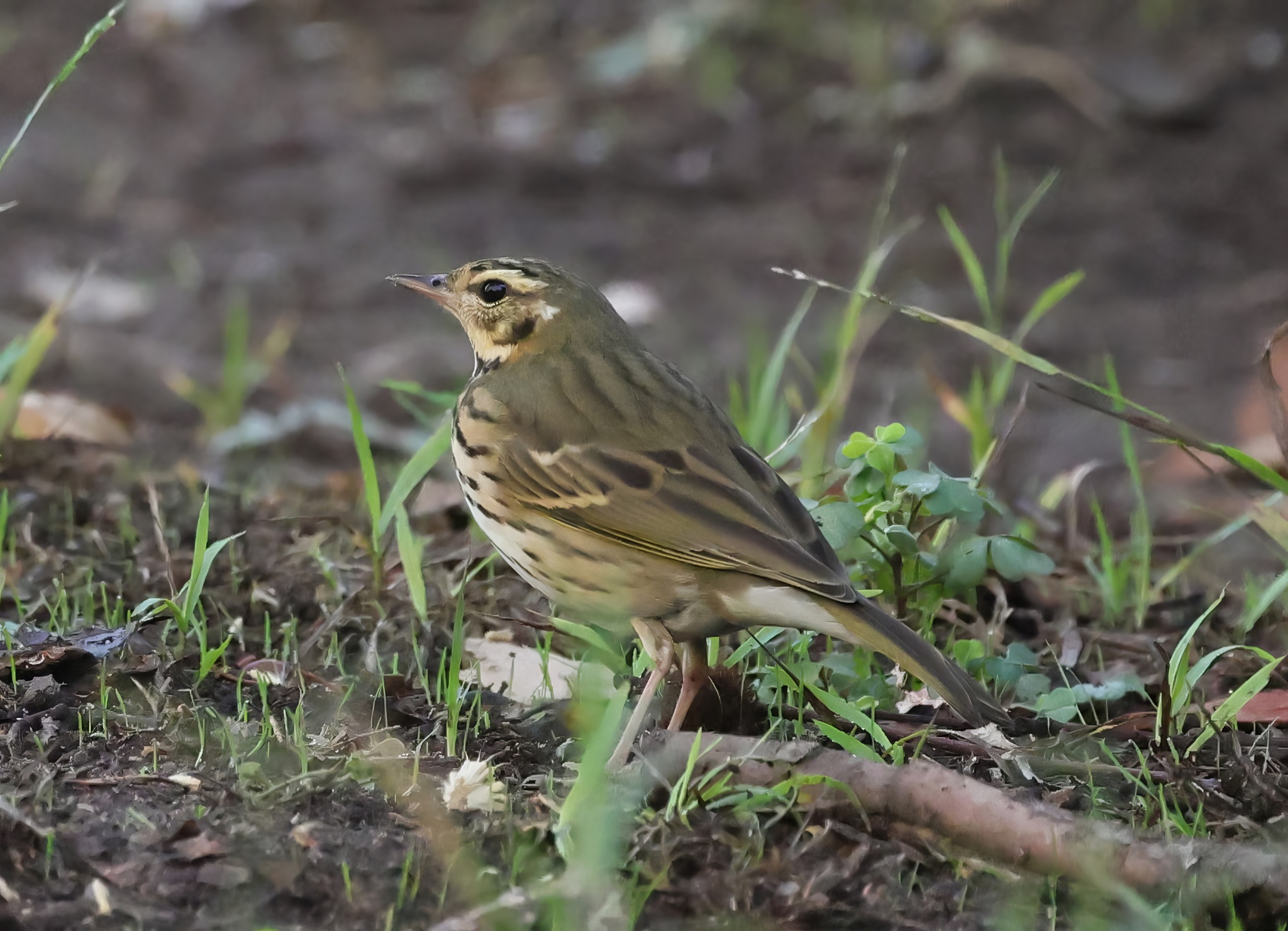 Olive-backed Pipit (Anthus hodgsoni)
