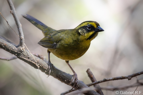 Yellow-striped Brushfinch (Atlapetes citrinellus), photo 3