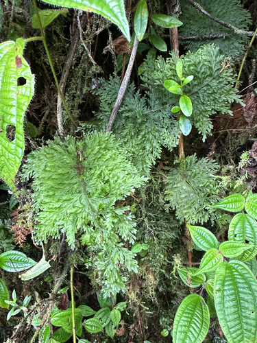 Callistopteris baldwinii observed 2025-10-28