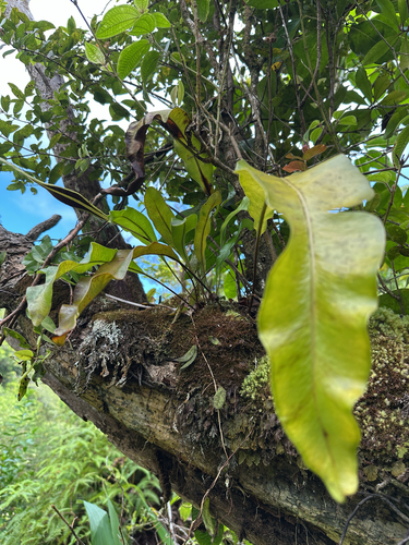 Elaphoglossum crassifolium observed 2025-10-28