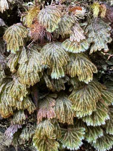 Hymenophyllum obtusum observed 2025-10-28