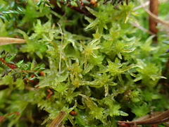 Sphagnum fallax