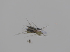 Limnogonus franciscanus