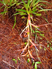 Tillandsia deflexa