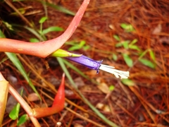 Tillandsia deflexa