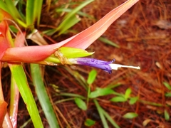 Tillandsia deflexa