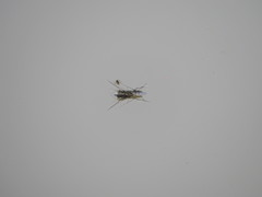 Limnogonus franciscanus