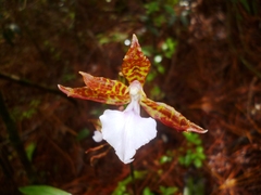 Rhynchostele bictoniensis