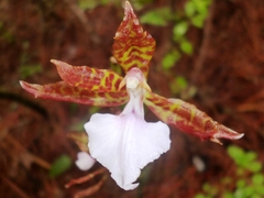 Rhynchostele bictoniensis