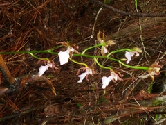 Rhynchostele bictoniensis