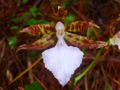 Rhynchostele bictoniensis