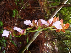 Rhynchostele bictoniensis