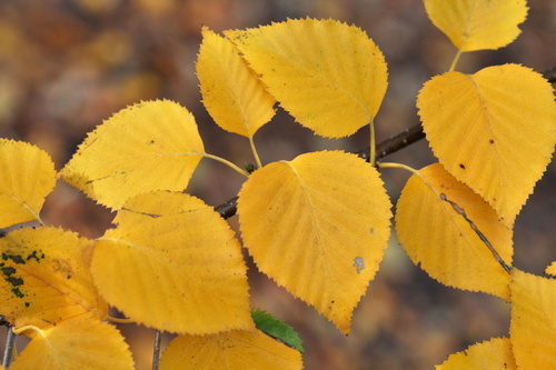 Betula corylifolia iNat (3)