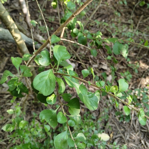 Crucillo (Randia obcordata)