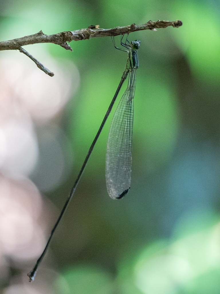 Mecistogaster modesta
