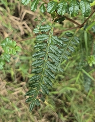Pinnate Weinmannia (Weinmannia pinnata)