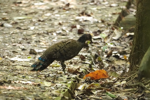 Malayan Peacock-Pheasant (Polyplectron malacense)